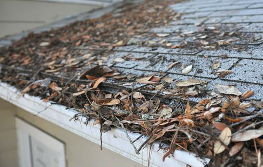roof leave